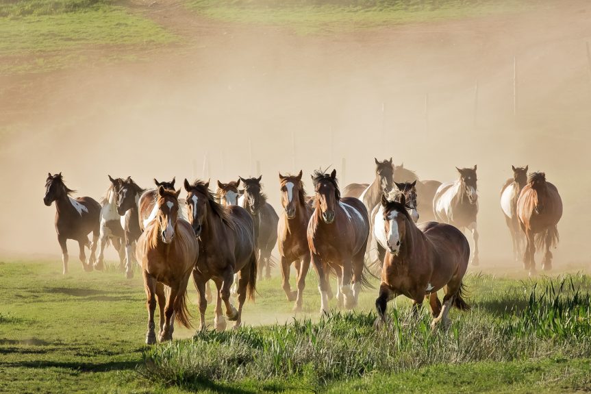 Broadleaf's Equine Wellness Retreats - Broadleaf Ranch
